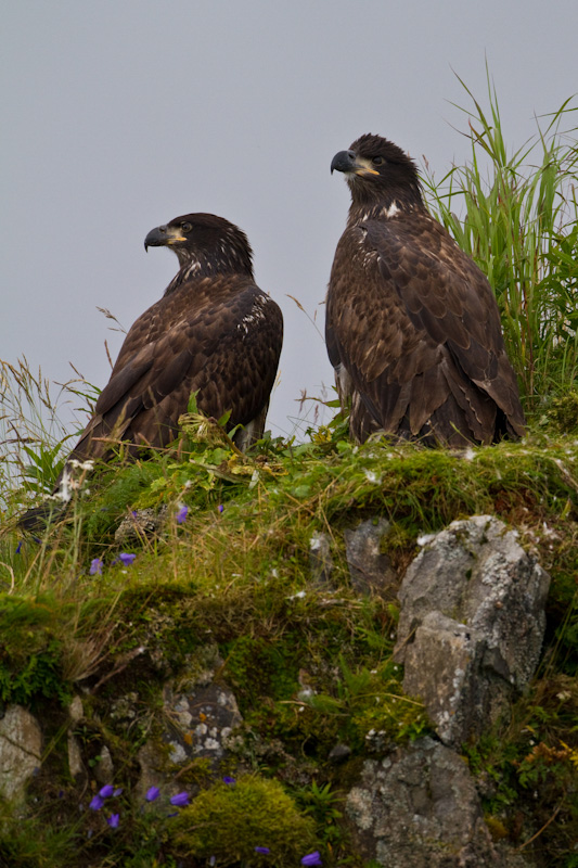 Bald Eagles